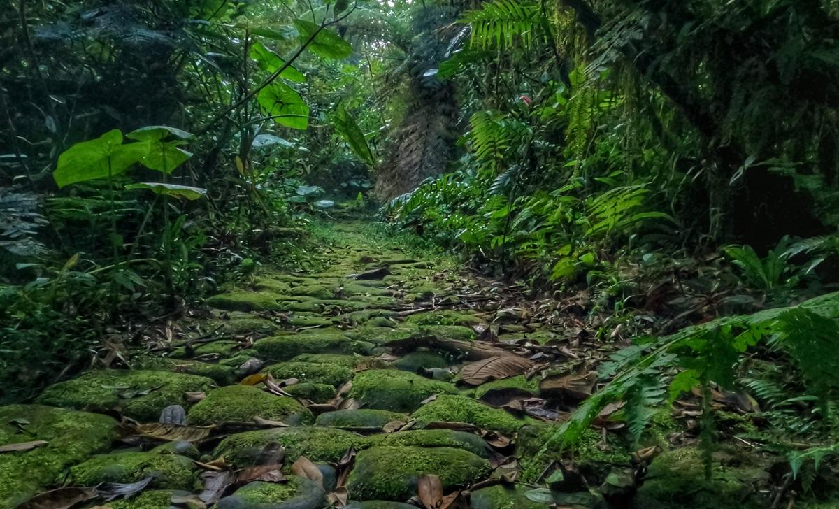 Por los senderos de Geo Von Lengerke